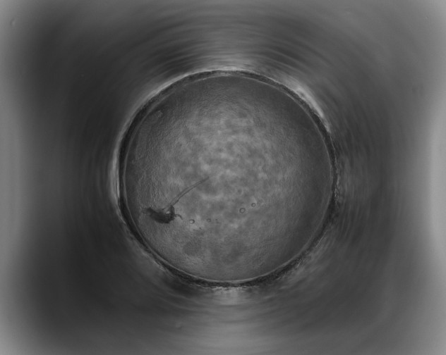 X0000088481080200705291623