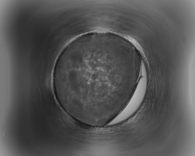 X0000088481183200705291621