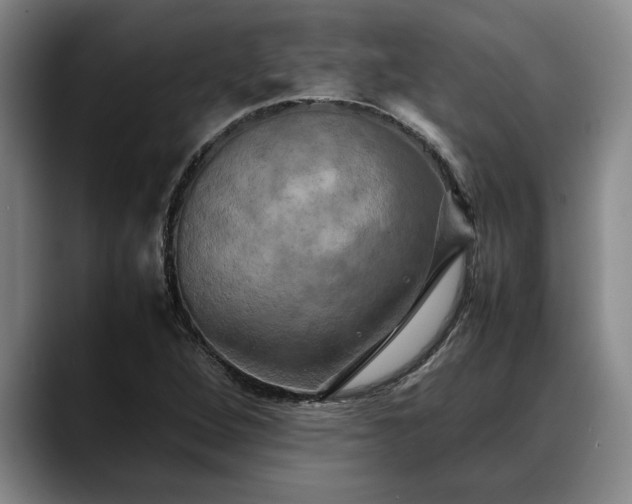 X0000088481264200705291620