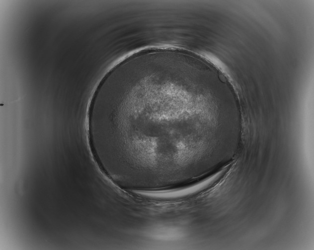 X0000088481335200705291620