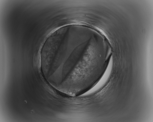 X0000088481371200705291619