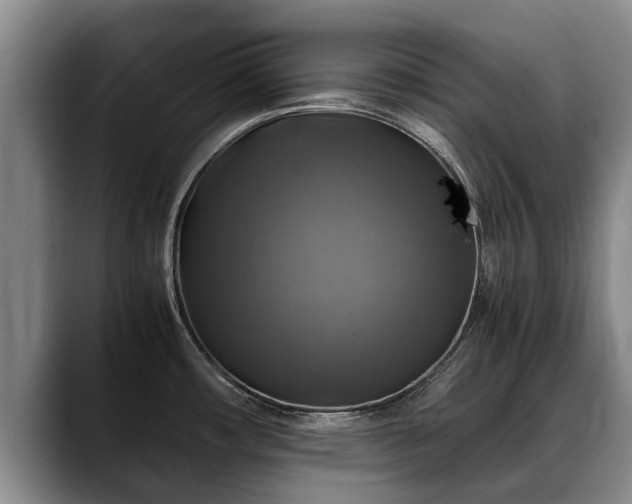 X0000088481482200705291617