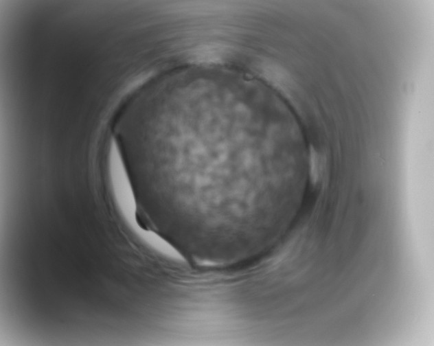 X0000088480675200706051401