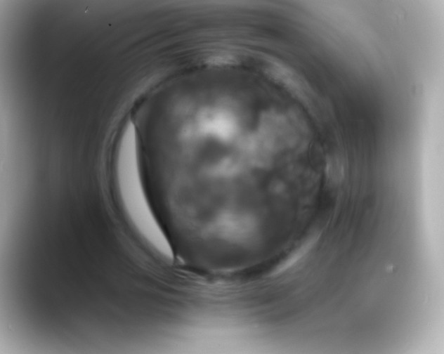 X0000088480725200706051400