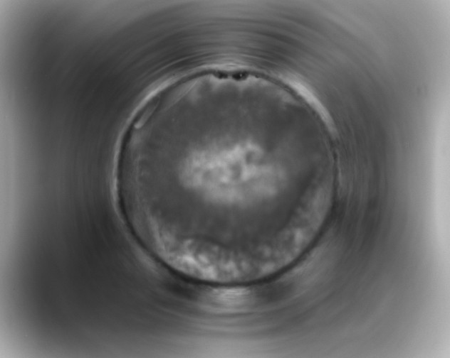 X0000088480845200706051359