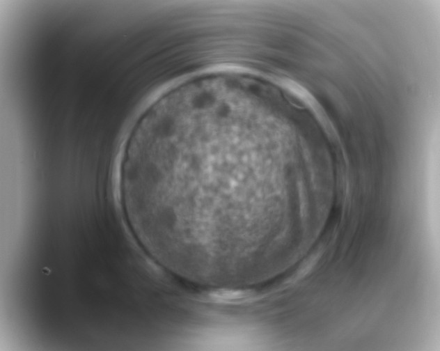 X0000088481199200706051355