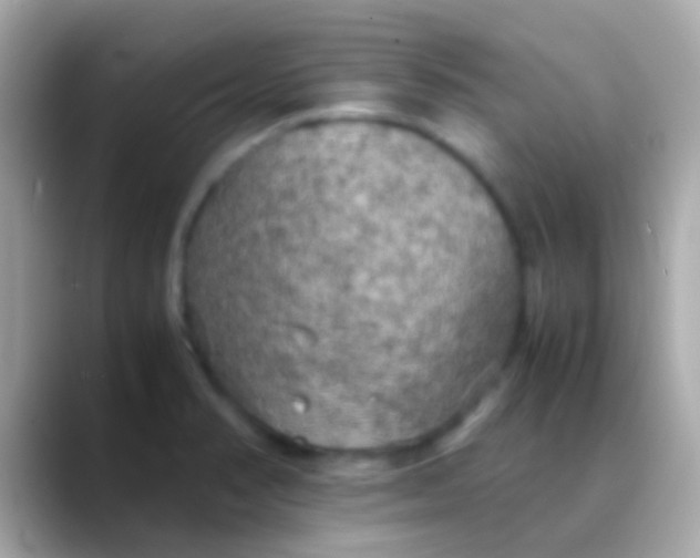 X0000088481374200706051353