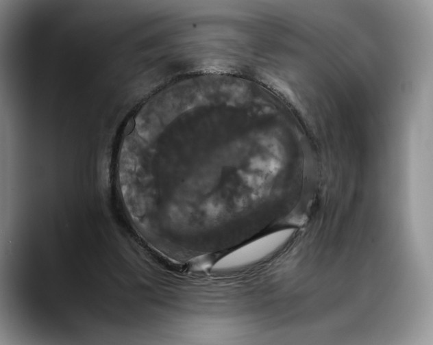 X0000088480299200706121535