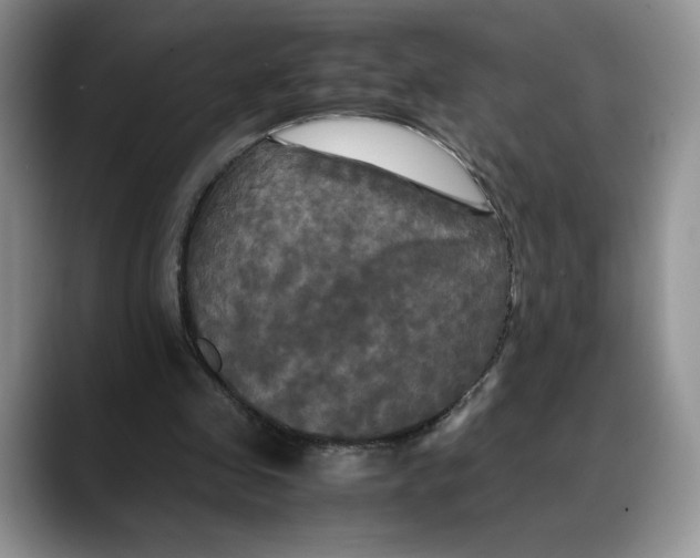 X0000088480341200706121535