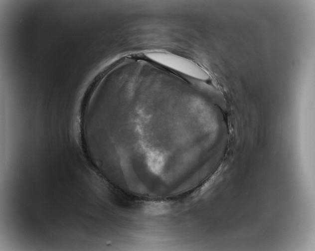 X0000088480342200706121535