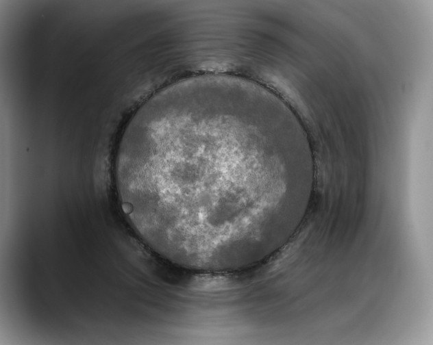 X0000088480354200706121535