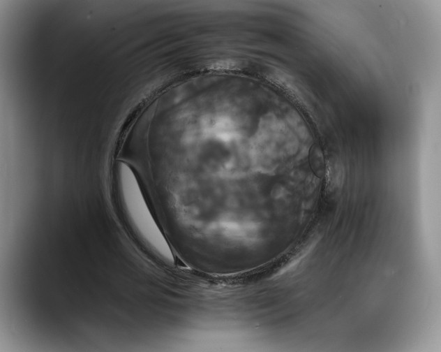 X0000088480725200706121530