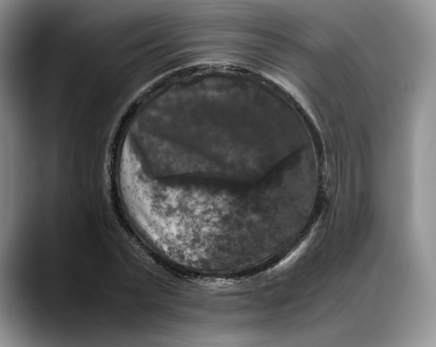 X0000088480783200706121530