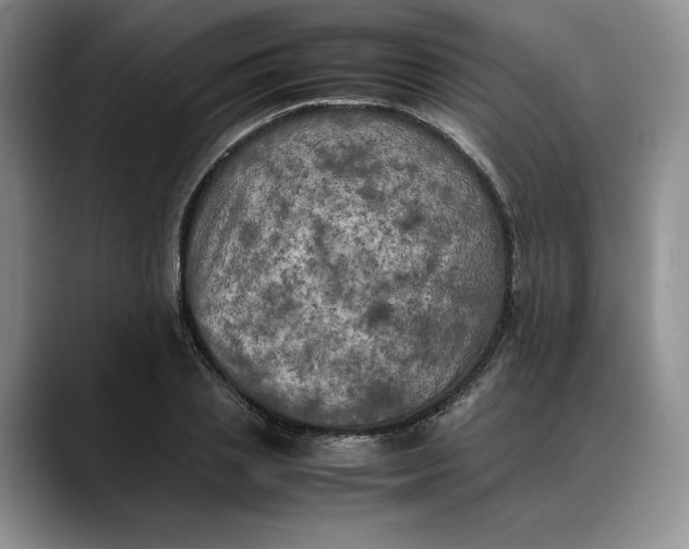 X0000088480837200706121529