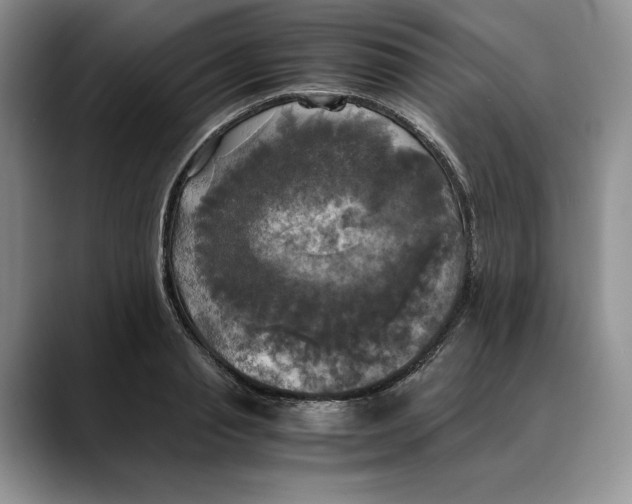 X0000088480845200706121529
