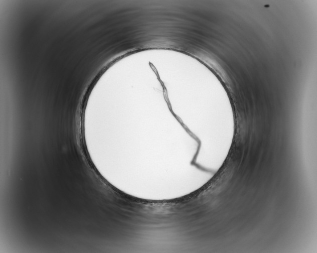 X0000088481000200706121527