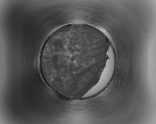 X0000088481183200706121525