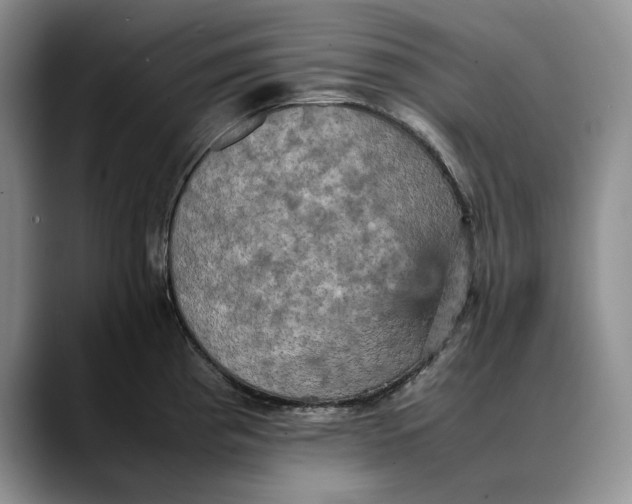 X0000088481193200706121525