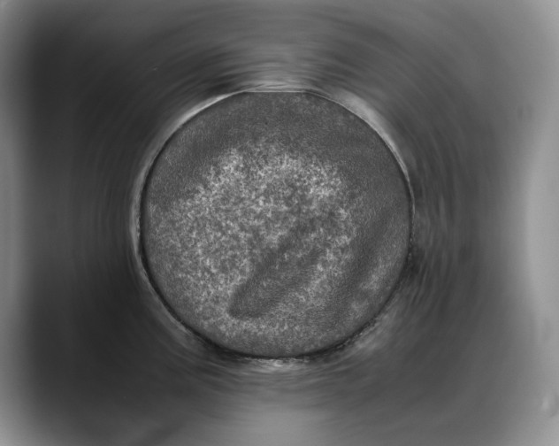 X0000088481195200706121525