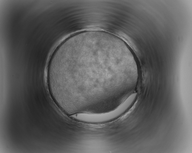 X0000088481196200706121525