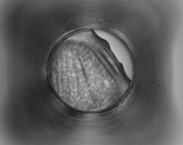 X0000088481212200706121525