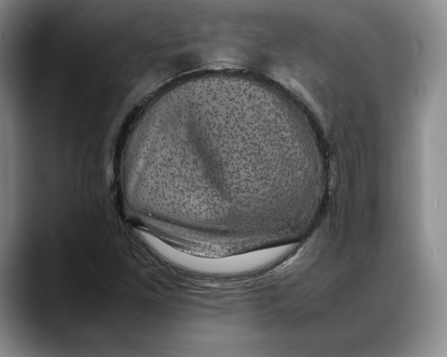 X0000088481261200706121524