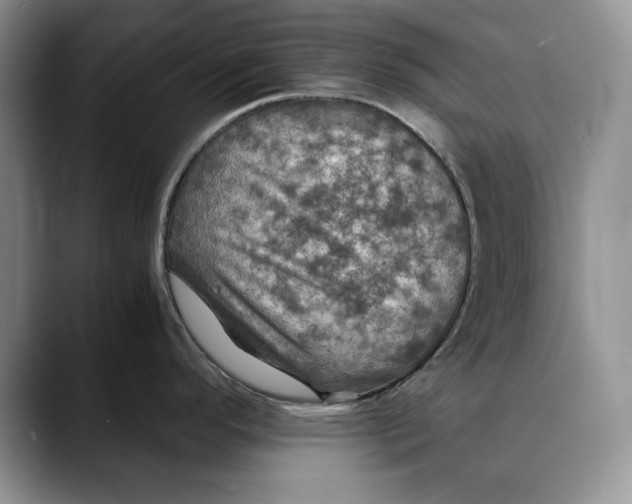 X0000088481296200706121524