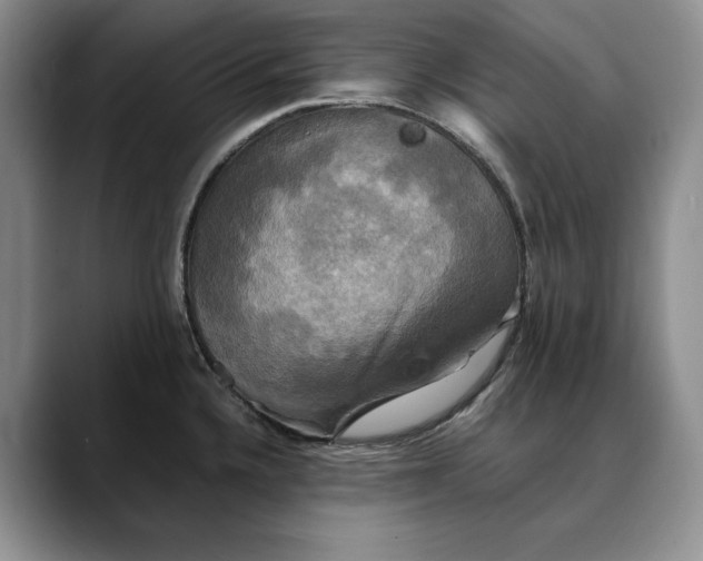 X0000088481336200706121524