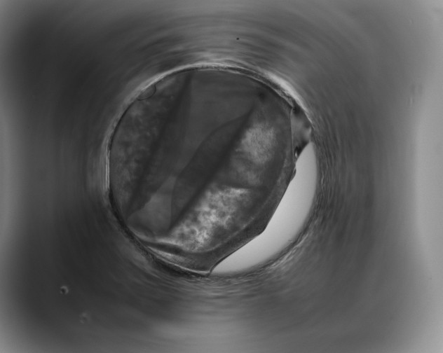 X0000088481371200706121523