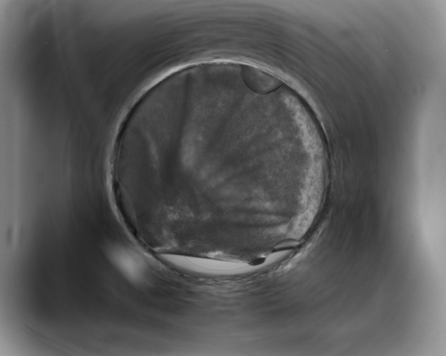 X0000088481525200706121521