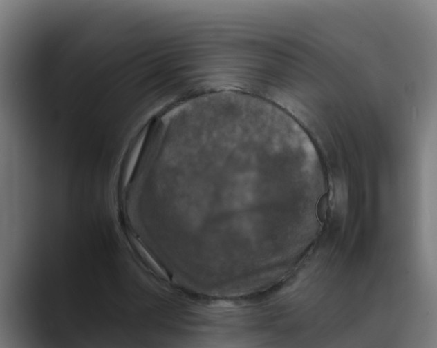 X0000088480390200706191410