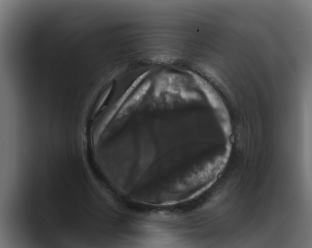 X0000088480634200706191407