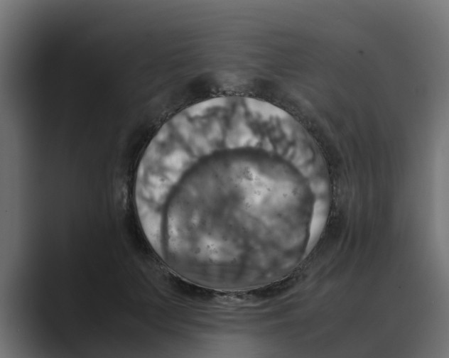 X0000088480703200706191407