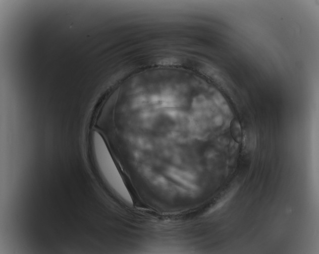 X0000088480725200706191406