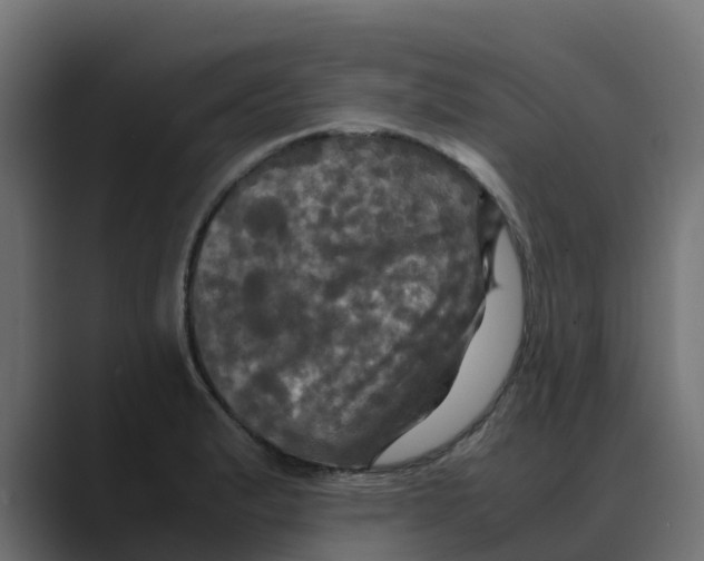 X0000088481183200706191401