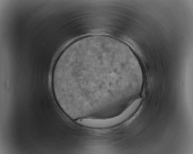 X0000088481196200706191401