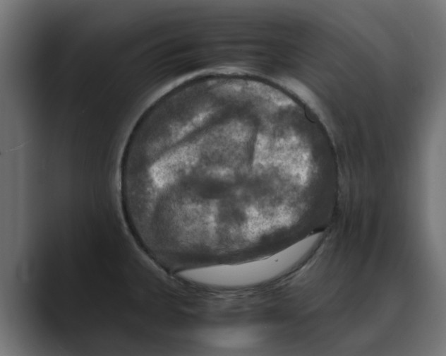 X0000088481335200706191400