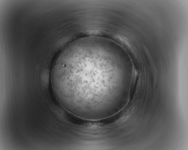 X0000088490495200705291650