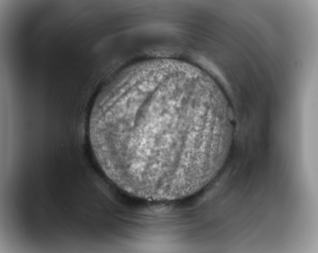X0000088490065200706121556