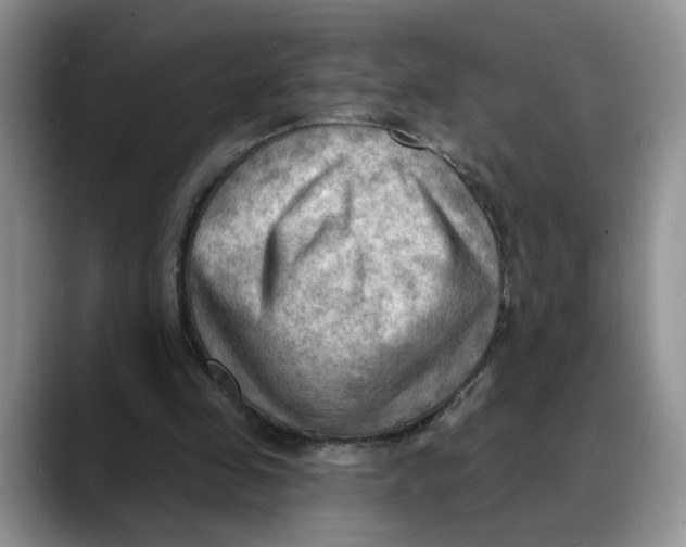 X0000088490341200706121553