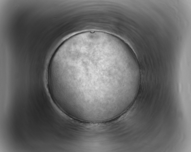 X0000088491531200706121540