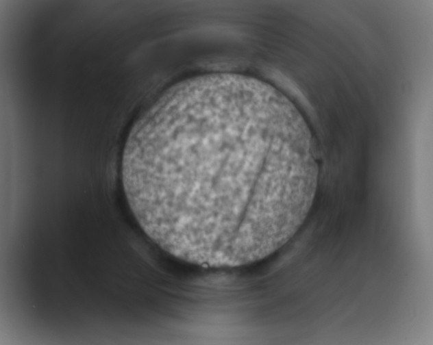 X0000088490065200706191432