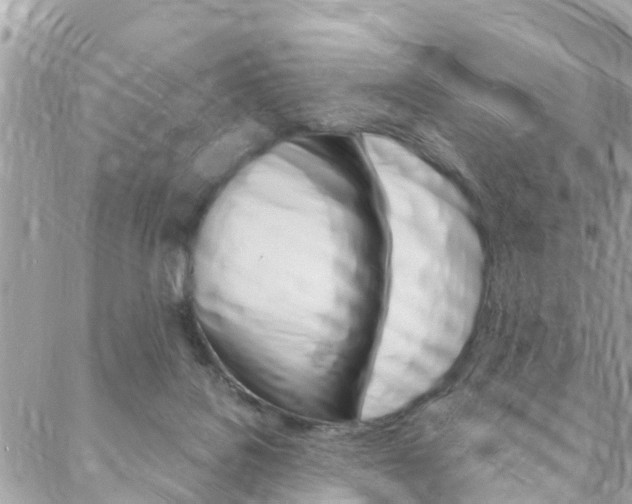 X0000088570076200705250719