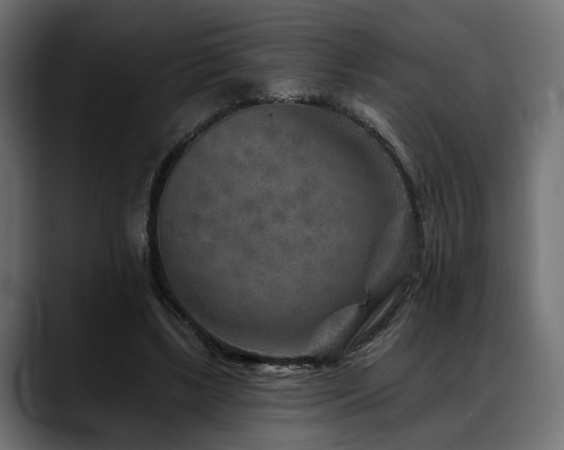 X0000088570443200705251121