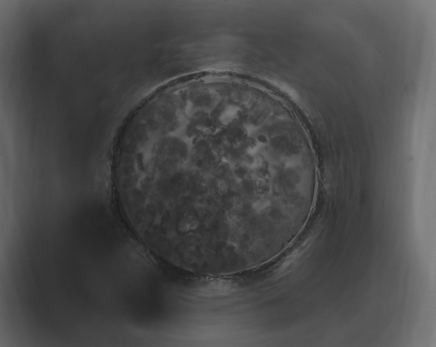 X0000088571263200705251110