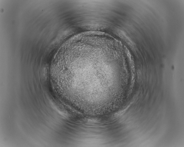 X0000088570165200706081107
