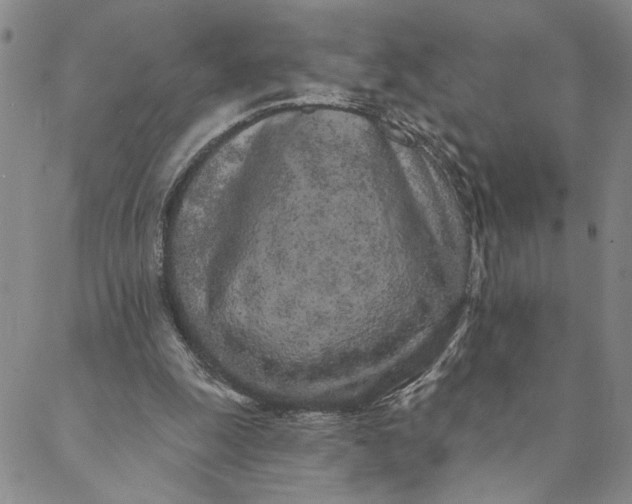 X0000088570247200706081105