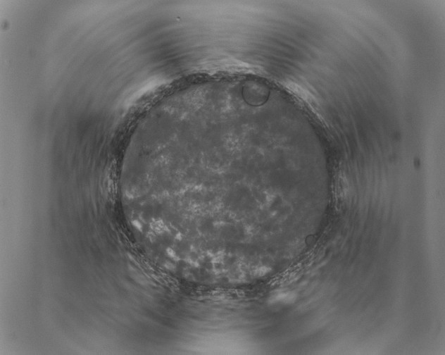 X0000088571063200706081052
