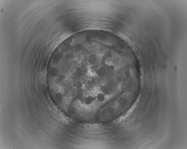 X0000088571121200706081051