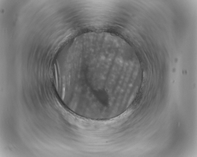 X0000088570048200706151657